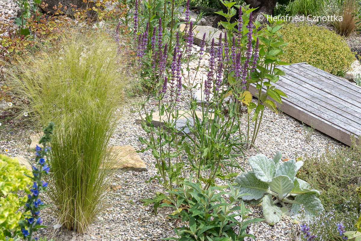 Silberblatt-Salbei (Salvia argentea) mit Steppen-Salbei (Salvia nemorosa) 'Amethyst' und Zartem Federgras (Nassella tenuissima) Silberblatt-Salbei (Salvia argentea), violetter Steppen-Salbei (Salvia nemorosa) 'Amethyst' und Zartes Federgras (Nassella tenuissima)