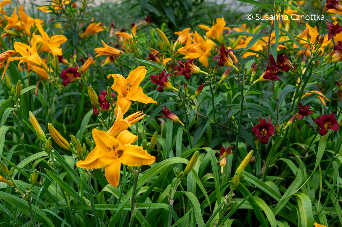 Edle Kombination: orange und dunkelrote Taglilien (Hemerocallis-Hybriden) Edle Kombination: orange und dunkelrote Taglilien (Hemerocallis-Hybriden)