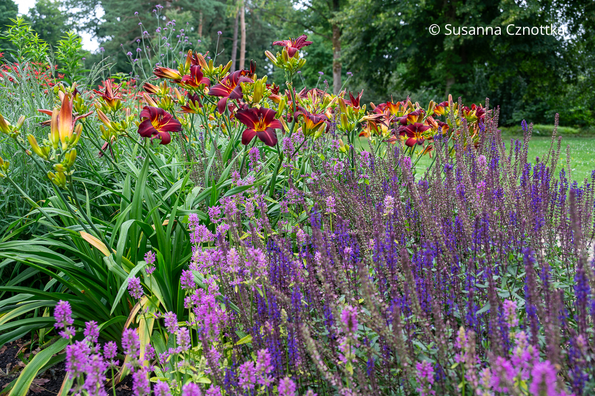 Taglilie (Hemerocallis-Hybride), Echter Ziest (Stachys officinalis), Steppen-Salbei (Salvia nemorosa) Taglilie (Hemerocallis-Hybride), Echter Ziest (Stachys officinalis), Steppen-Salbei (Salvia nemorosa)