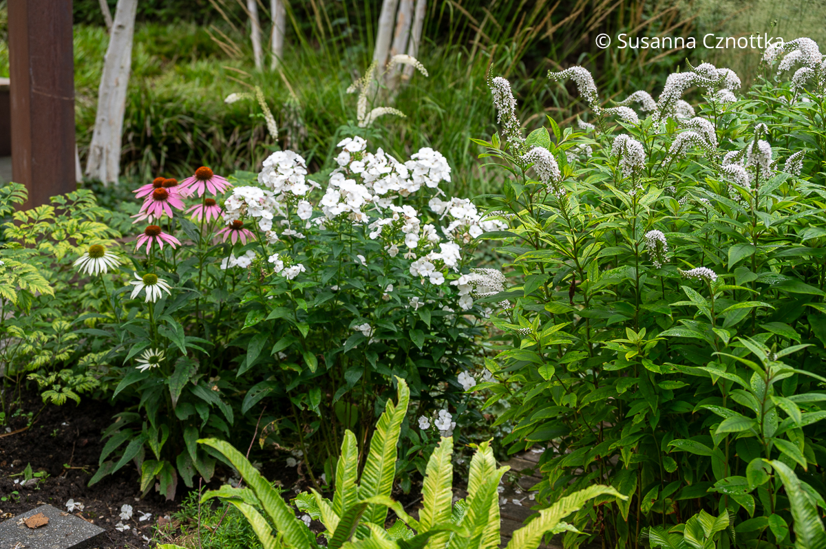 Weißer Garten: Schnee-Felberich (Lysimachia clethroides), weißer Scheinsonnenhut 'Alba' und weißer Sommer-Phlox (Phlox paniculata) Weißer Garten: Schnee-Felberich (Lysimachia clethroides), weißer Scheinsonnenhut 'Alba' und weißer Sommer-Phlox (Phlox paniculata)