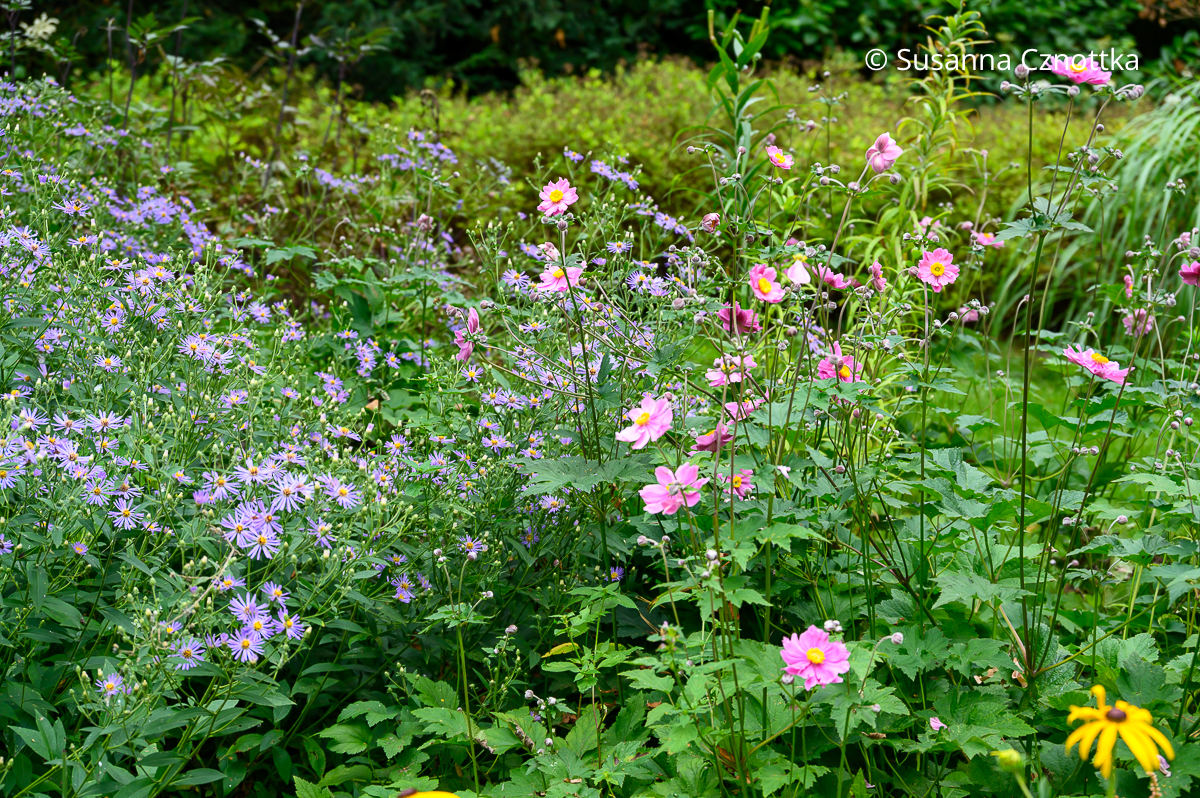 Violette Aster und pinke Herbst-Anemone (Anemone japonica-Hybride) Violette Aster und pinke Herbst-Anemone (Anemone japonica-Hybride)