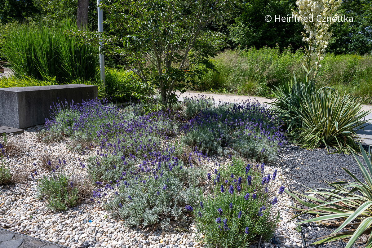 Mediterraner Garten: Eine Schicht aus hellem Kies dient als Mulch Mediterraner Garten: Eine Schicht aus hellem Kies dient als Mulch für ein Beet mit violettem Lavendel