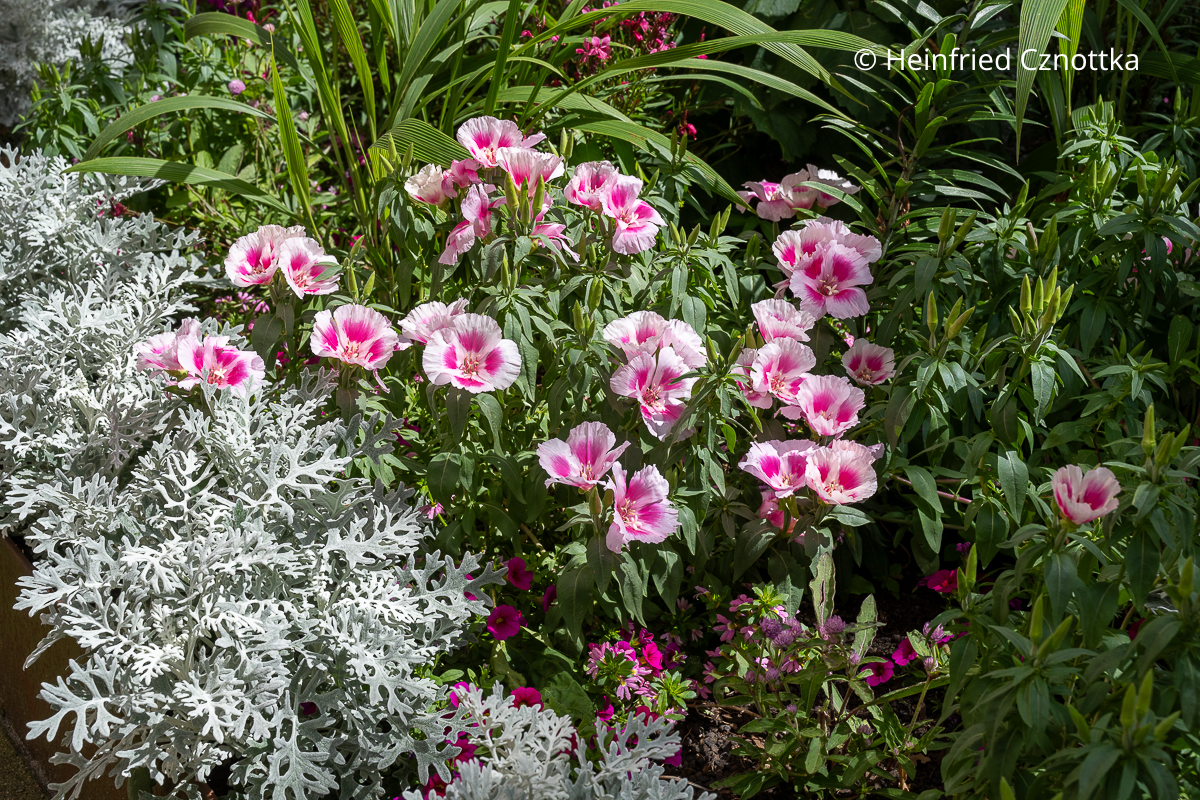 Graufilziges Greiskraut (Jacobaea maritima) und Sommerazalee (Clarkia amoena syn. Godetia amoena) Graufilziges Greiskraut (Jacobaea maritima) und Sommerazalee (Clarkia amoena syn. Godetia amoena) mit rosa-weißen Blüten