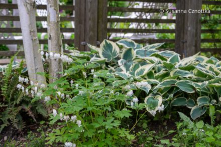 Mit panaschierten Blättern gestalten: weiße Borke einer mehrstämmigen Birke, die Blüten des Tränenden Herzens (Lamprocapnos spactabilis) 'Alba' und eine weißrandige Hosta