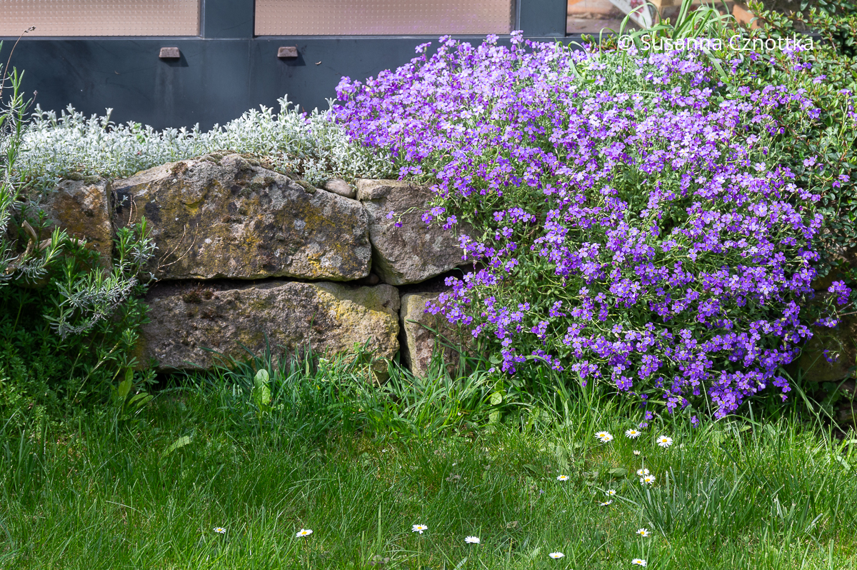 Blaukissen (Aubrieta x cultorum) mit dem Filzigen Hornkraut (Cerastium tomentosum)