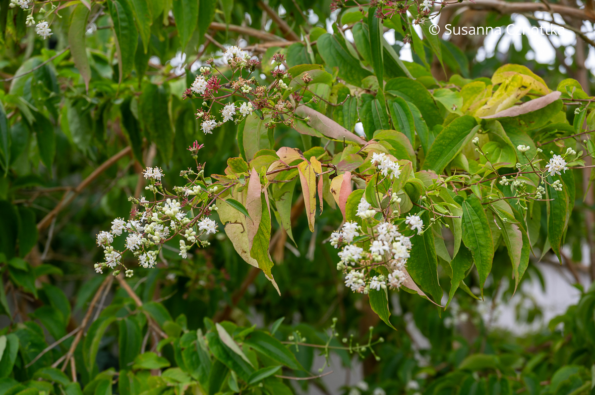 Blüten des Sieben-Söhne-des-Himmels-Baums (Heptacodium miconioides) Blüten des Sieben-Söhne-des-Himmels-Baums (Heptacodium miconioides)