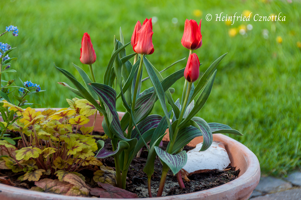 Schaumglöckchen (Heucherella) 'Stoplight' und botanischen Tulpe 'Rotkäppchen'