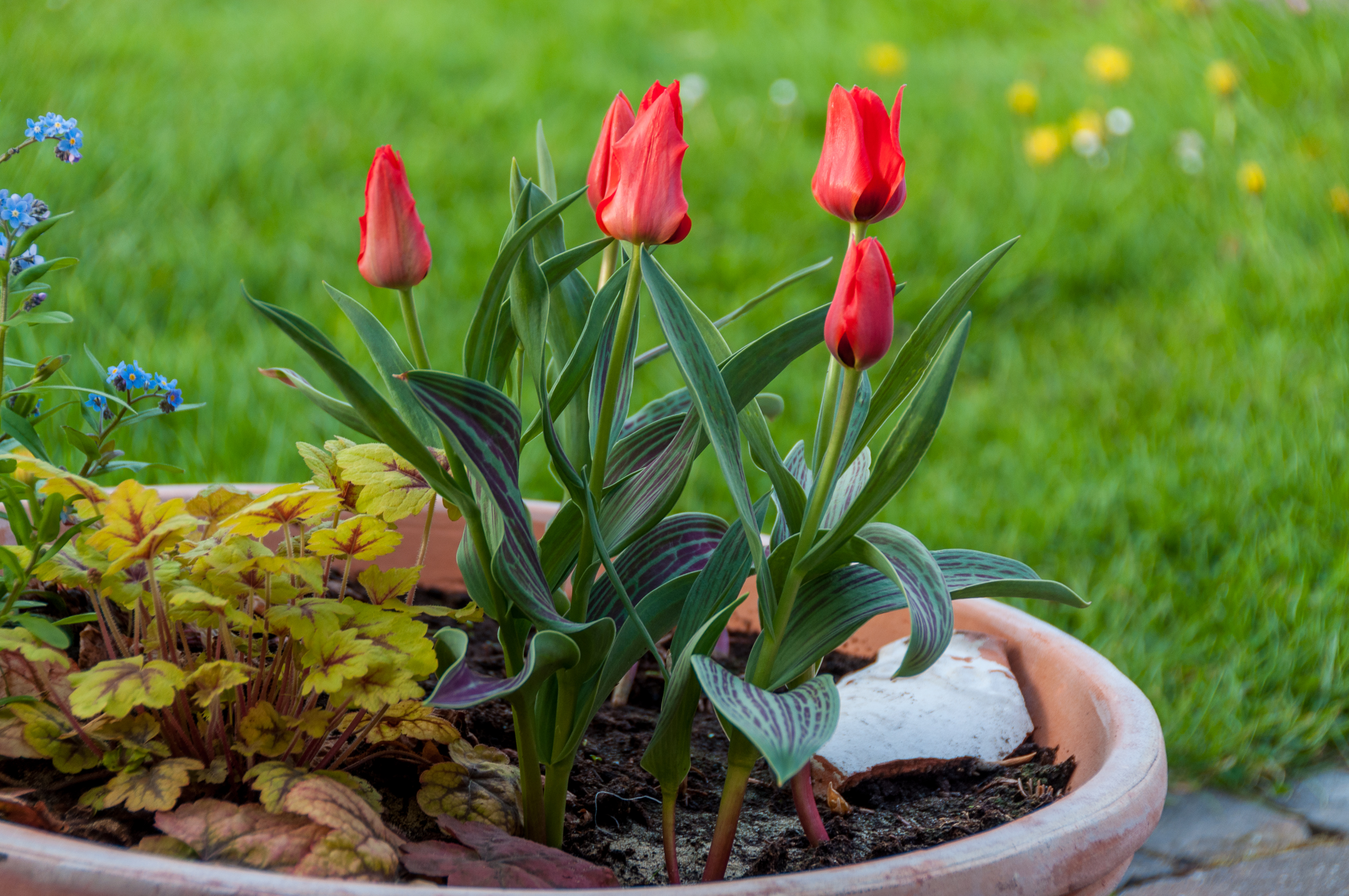 Greig-Tulpen (Tulipa greigii) 'Red Riding Hood'