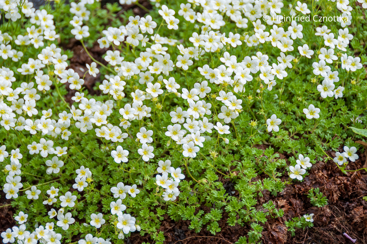 Moos-Steinbrech (Saxifraga arendsii) mit weißen Blüten