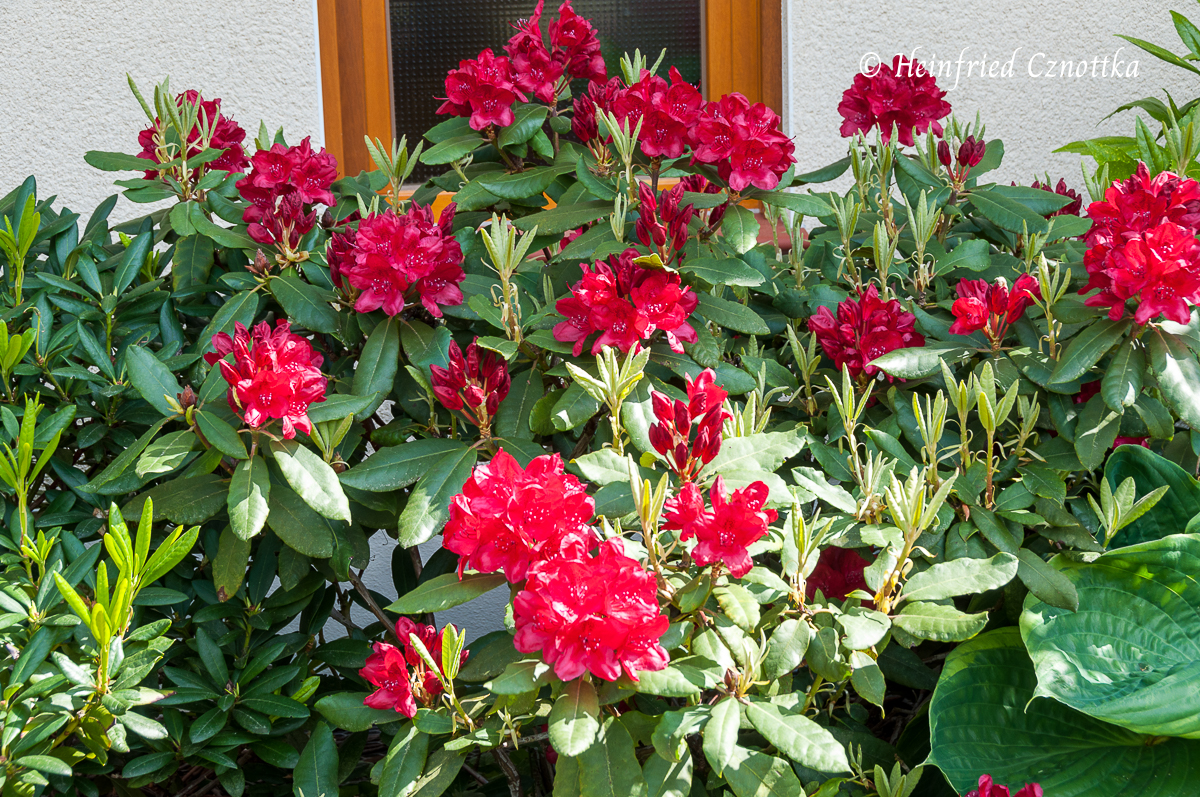 Mit Rot gestalten: Rhododendron 'Hachmanns Feuerschein'