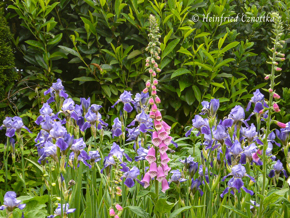 Wanderer im Garten: Fingerhut (Digitalis purpurea)