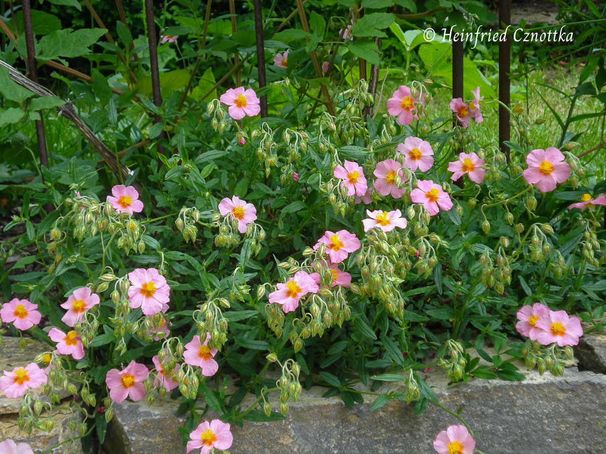 Sonnenröschen (Helianthemum)  'Lawrensons Pink'