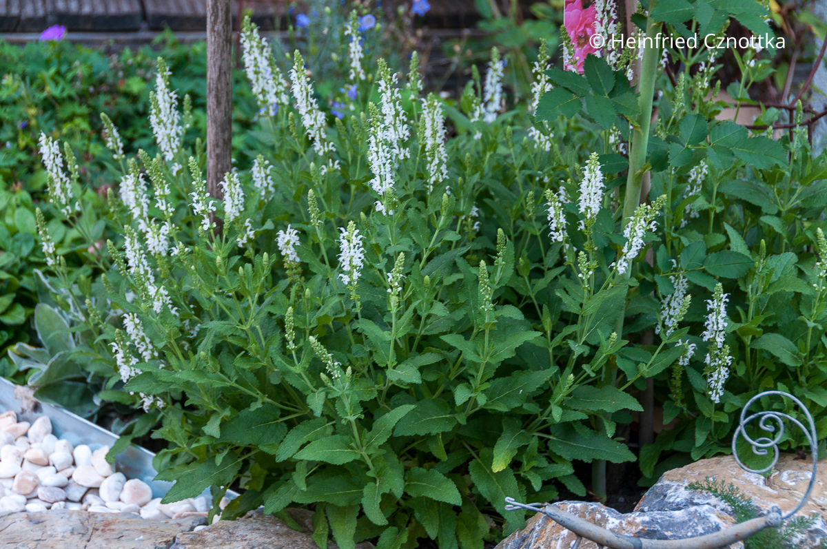 Steppen-Salbei (Salvia nemorosa) 'Adrian' oder 'Schneehügel' mit weißen Blüten