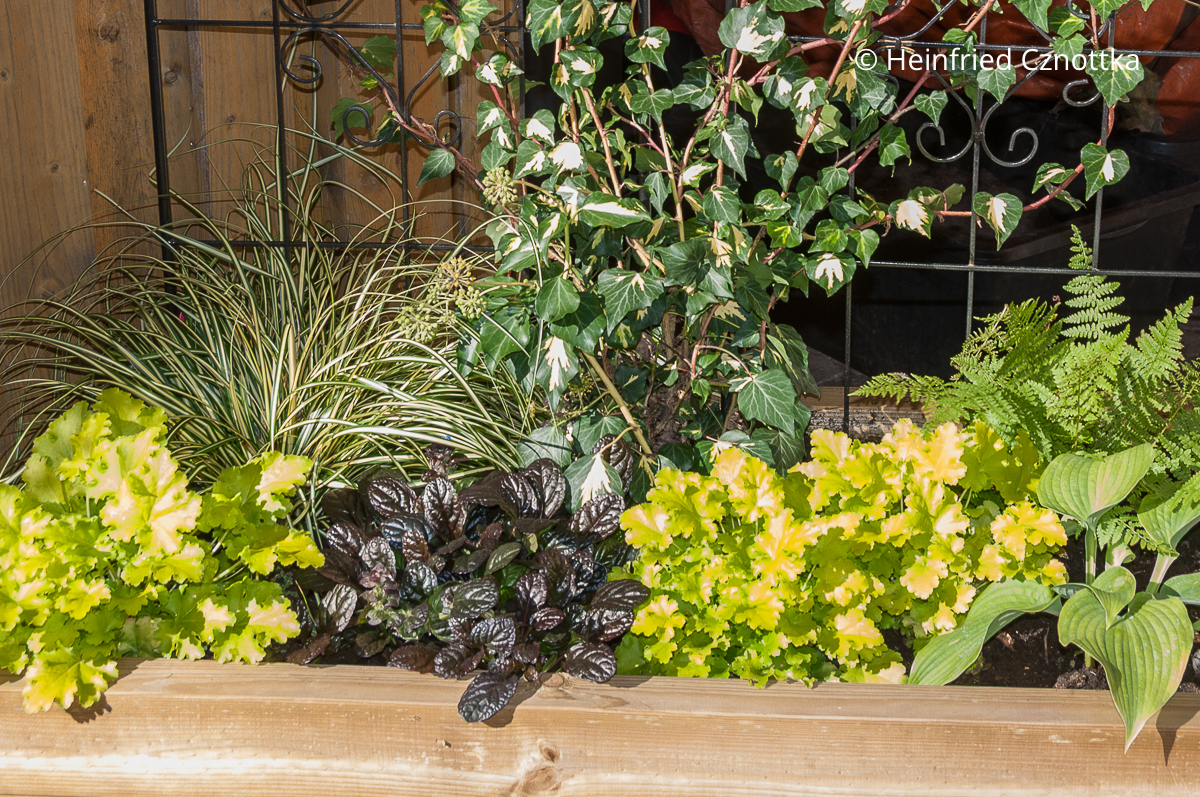 Attraktiver Kontrast: Kriechender Günsel (Ajuga reptans) und Purpurglöckchen (Heuchera) mit hellgrünem Laub