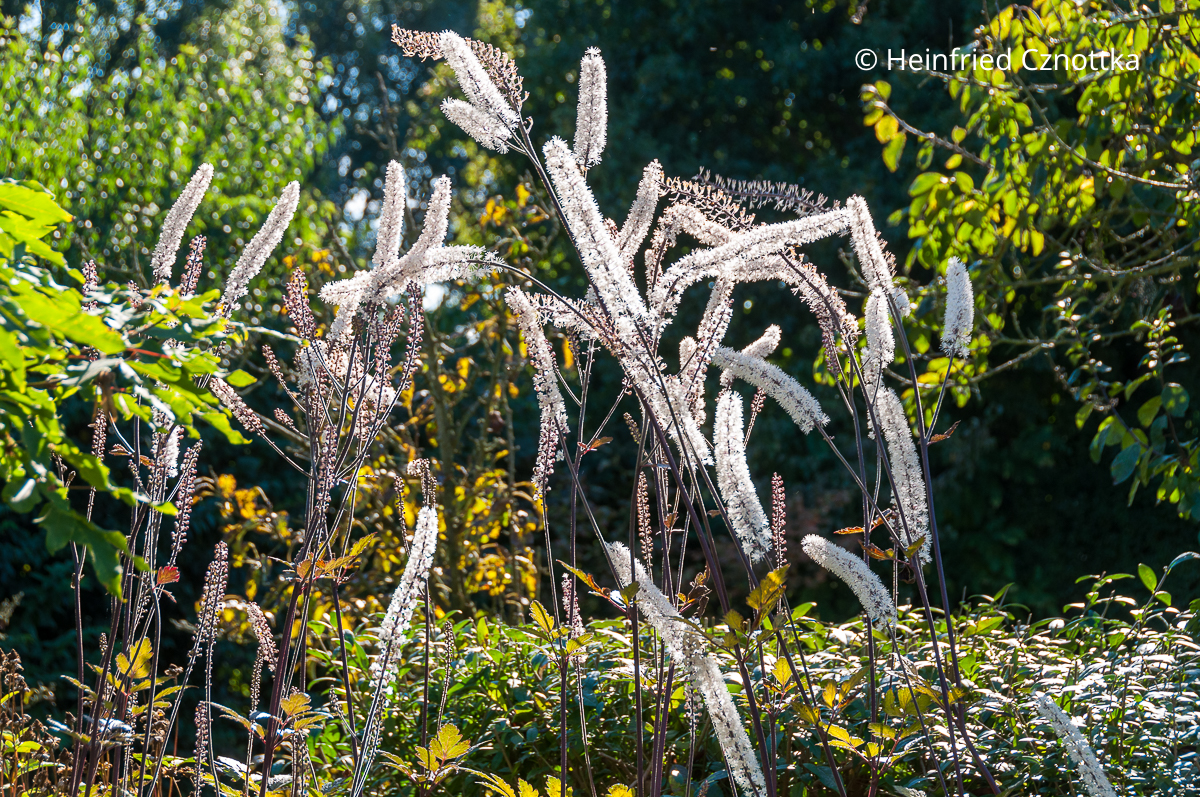 Weiße Blütentrauben der Oktober-Silberkerze (Actaea ramosa syn. Cimicifuga ramosa) 'Atropurpurea' Weiße Blütentrauben der Oktober-Silberkerze (Actaea ramosa syn. Cimicifuga ramosa) 'Atropurpurea'