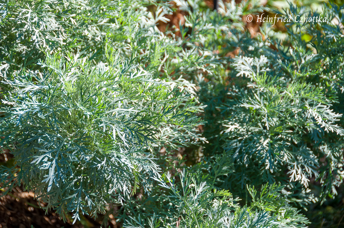 Halbstrauchiger Wermuth (Artemisia arborescens) 'Powis Castle'