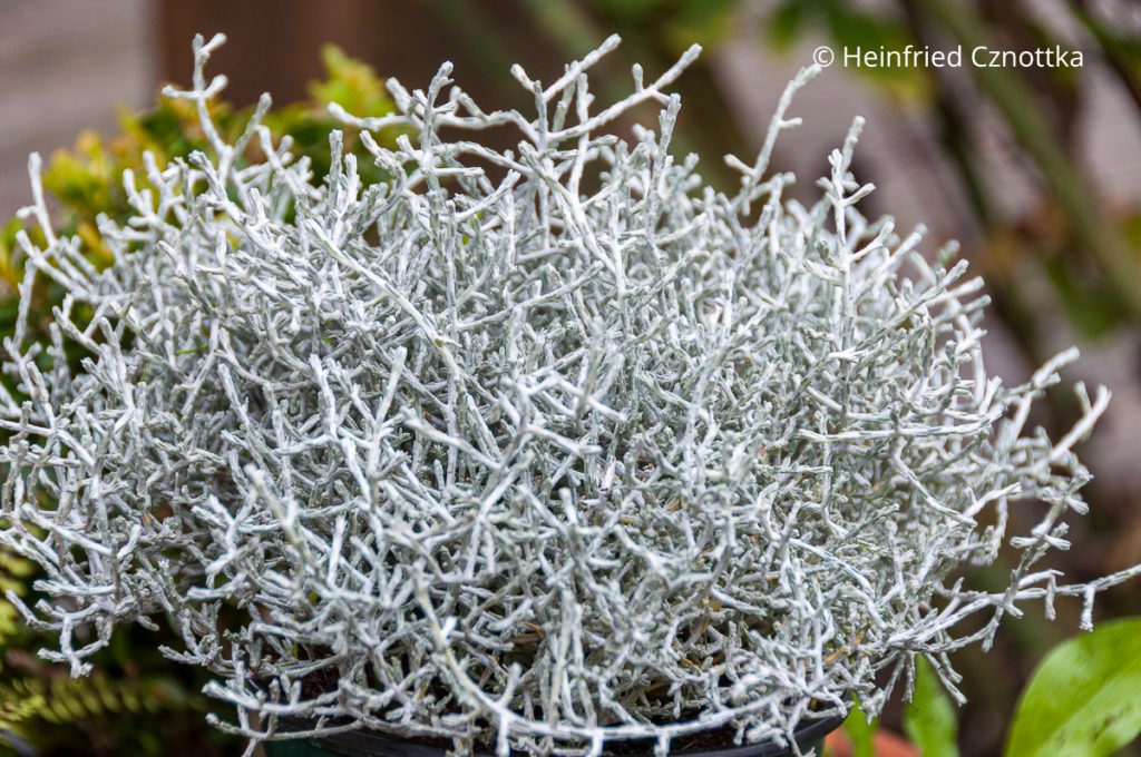 Stacheldrahtpflanze (Leucophyta brownii)