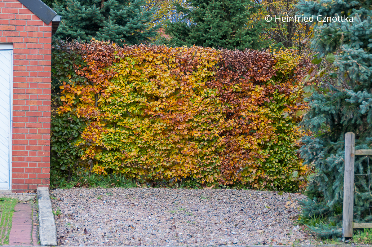 Garten im Winter: eine Buchenhecke (Fagus sylvatica) hält lange das Laub und hat einen warmen Farbton