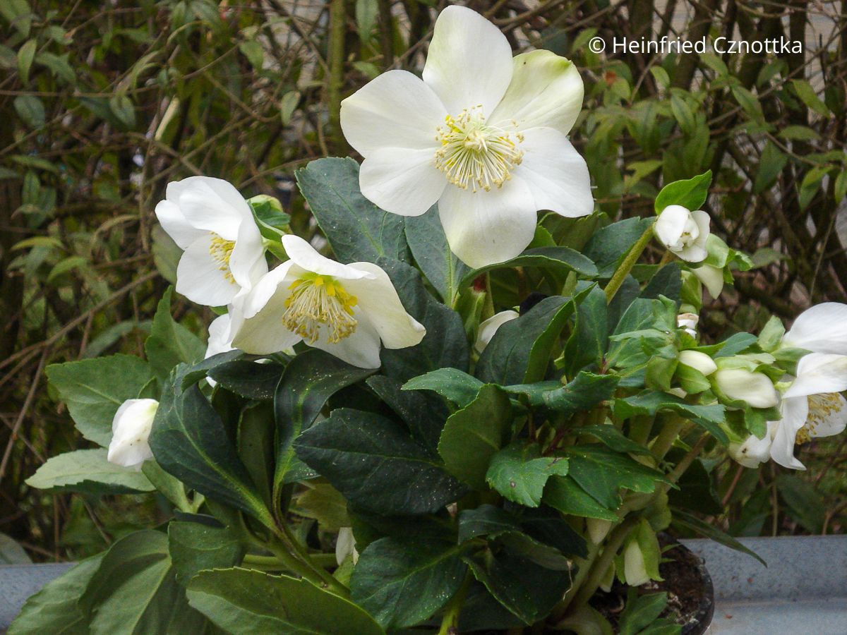Christrose (Helleborus niger) 