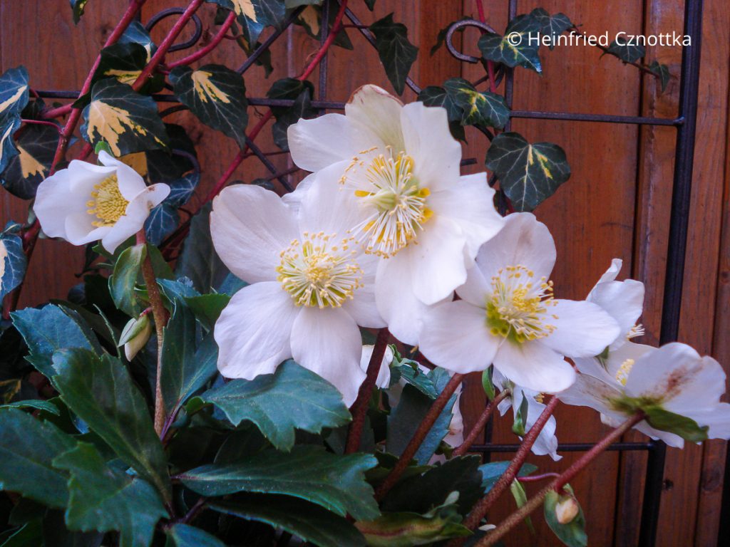 Christrose (Helleborus niger) 'Jacob'