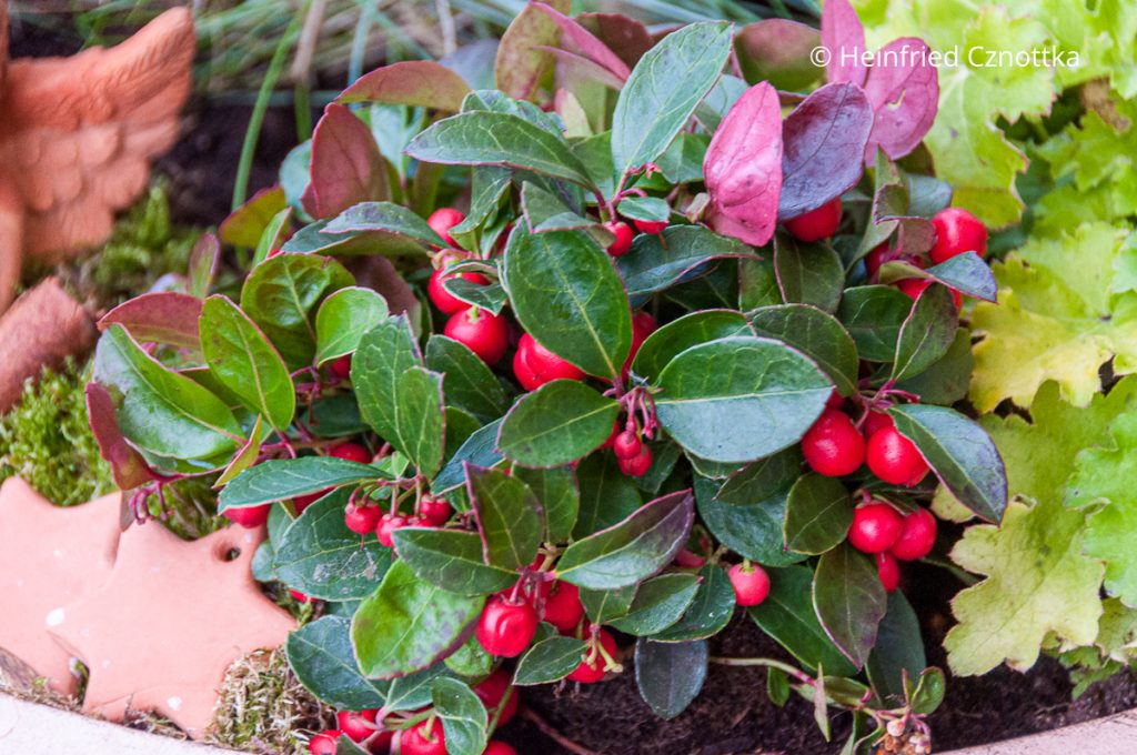 Rote Scheinbeere oder Rebhuhnbeere (Gaultheria procumbens)