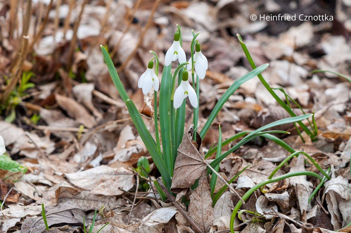 Schneeglöckchen (Galanthus nivalis)