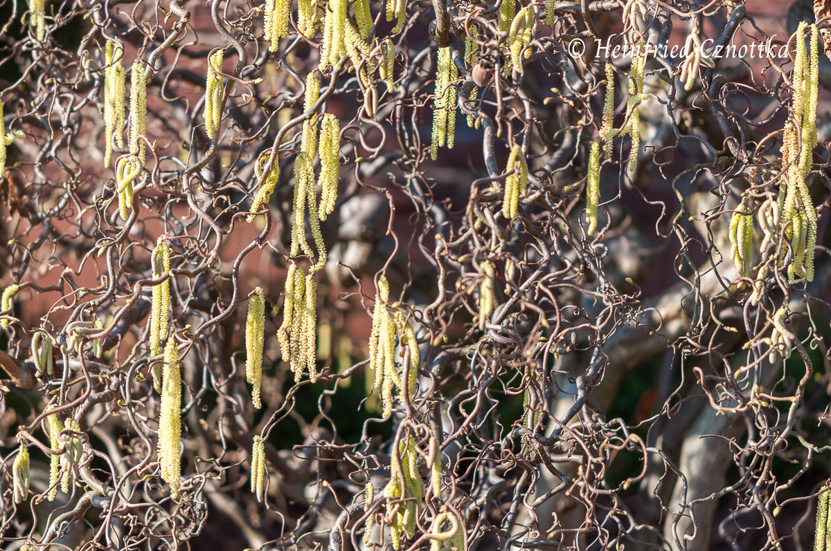 Zweige der Korkenzieherhasel (Corylus avellana "Contorta") aus der Nähe 