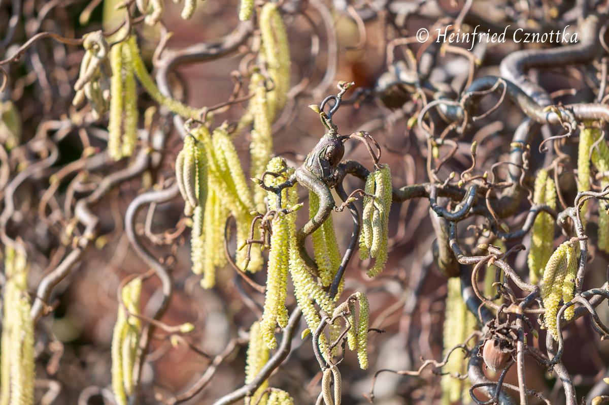 Korkenzieherhasel (Corylus avellana) 'Contorta' mit gedrehten Zweigen und Blüten im Winter