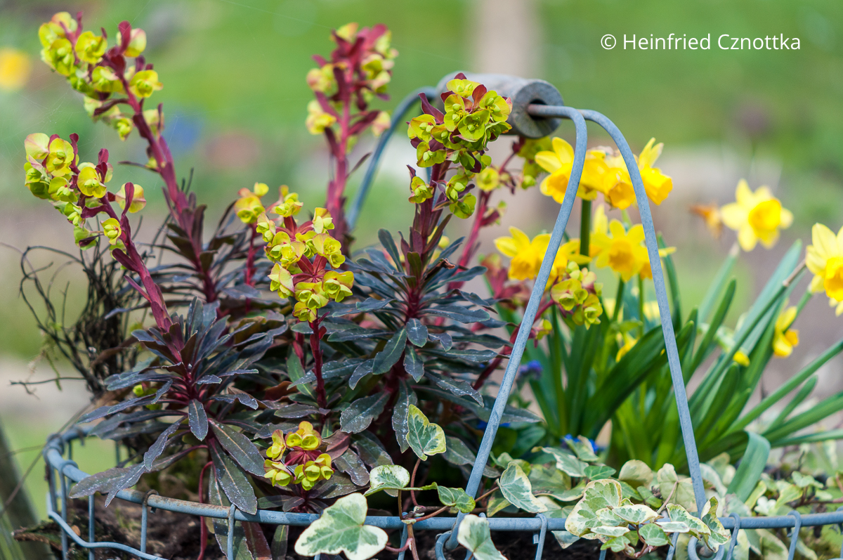 Frühlingskorb bepflanzen: Mandelblättrige Wolfsmilch (Euphorbia amygdaloides) 'Efanthia' mit dunklen Blättern und roten Stielen, Narzissen 'Tête-à-Tête' und Efeu