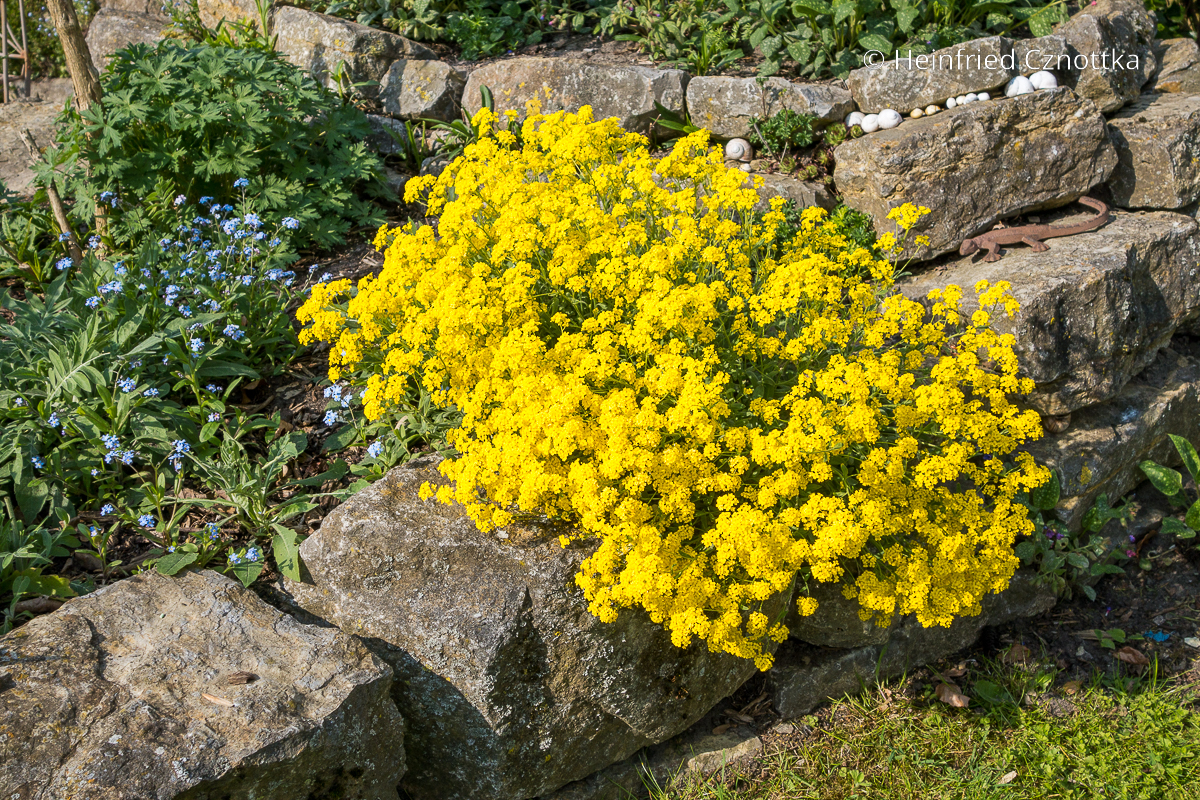 Blütenkissen für Mauern und Wegränder: Felsen-Steinkraut (Aurinia saxatilis)