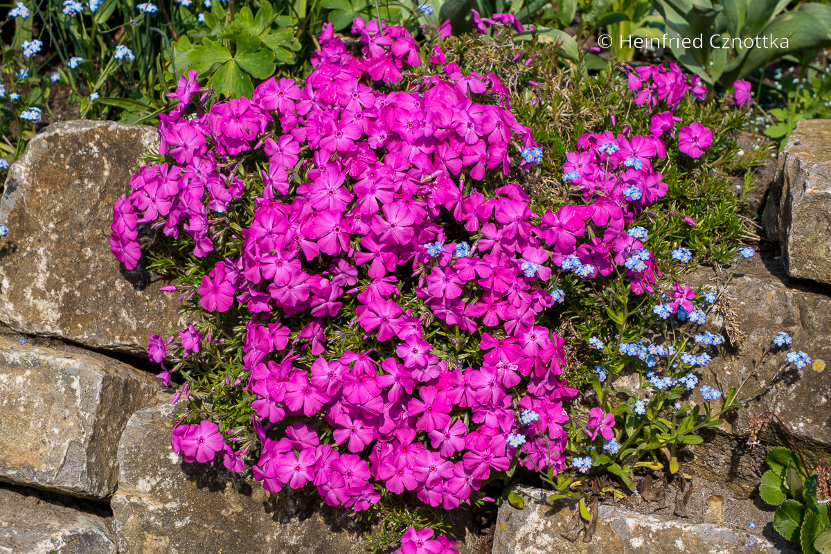 Kräftig pinker Polster-Phlox (Phlox subulata) an einer Natursteinmauer