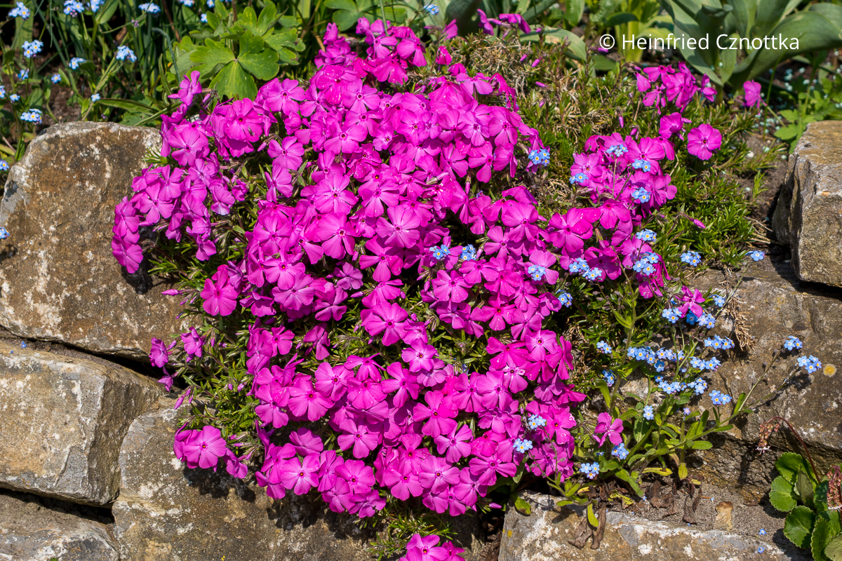 Wald-Phlox (Phlox divaricata) 'Clouds of Perfume'