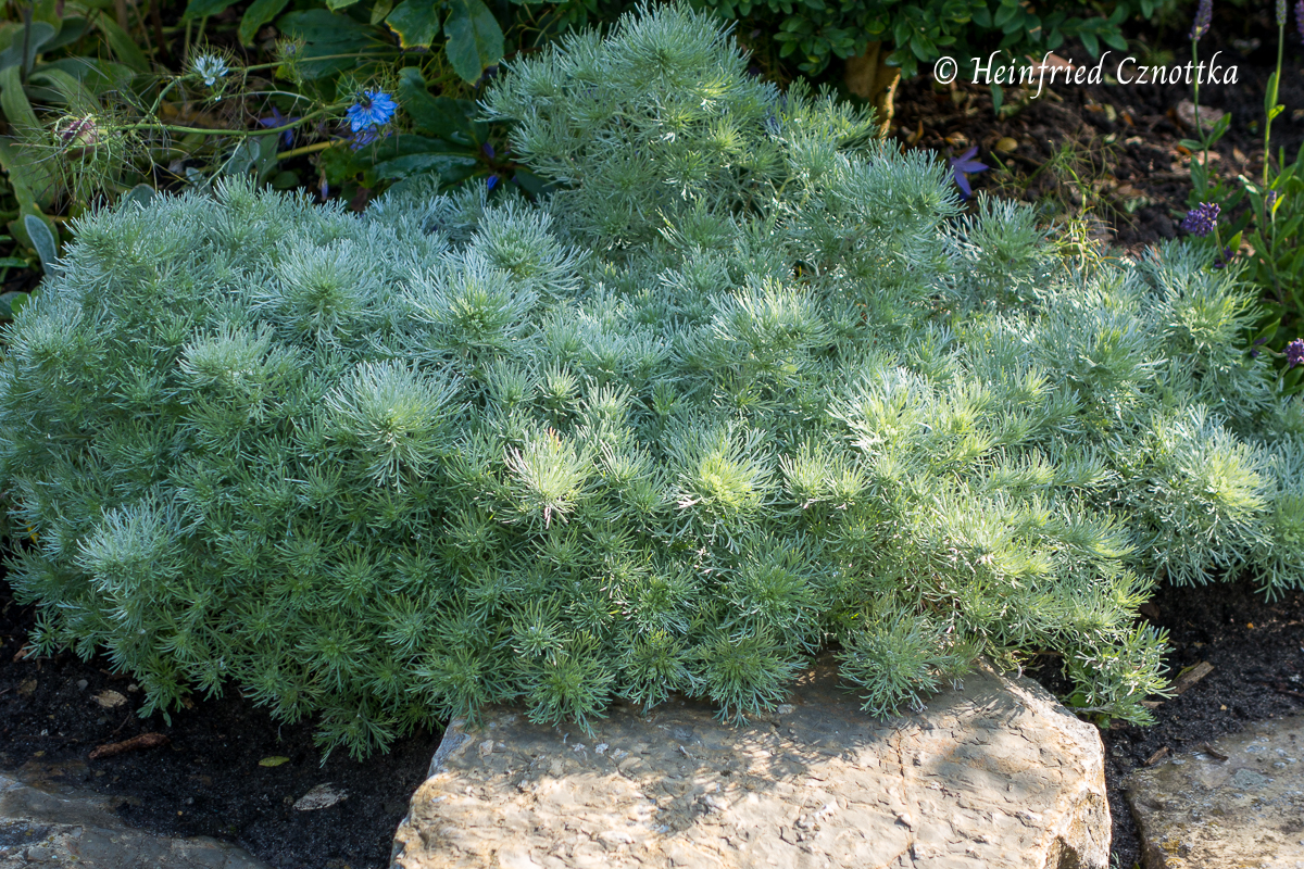Polster-Silberraute (Artemisia schmidtiana 'Nana')