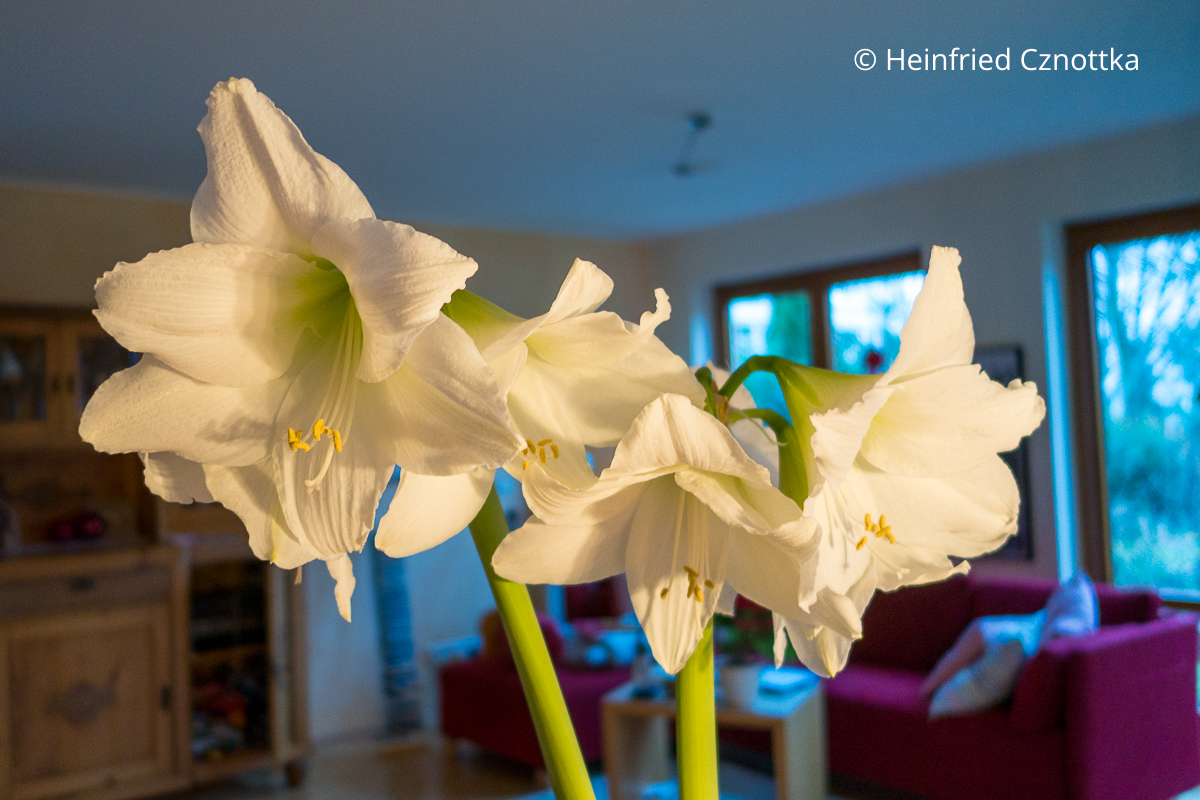 Ein Weißer Ritterstern (Hippeastrum) mit fünf Blüten
