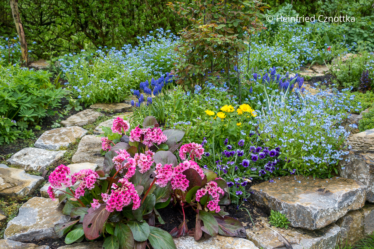 Trauben-Hyazinthen (Muscari), Gämswurz (Doronicum orientale), Bergenien und Vergissmeinnicht (Myosotis sylvatica) im Frühlingsbeet