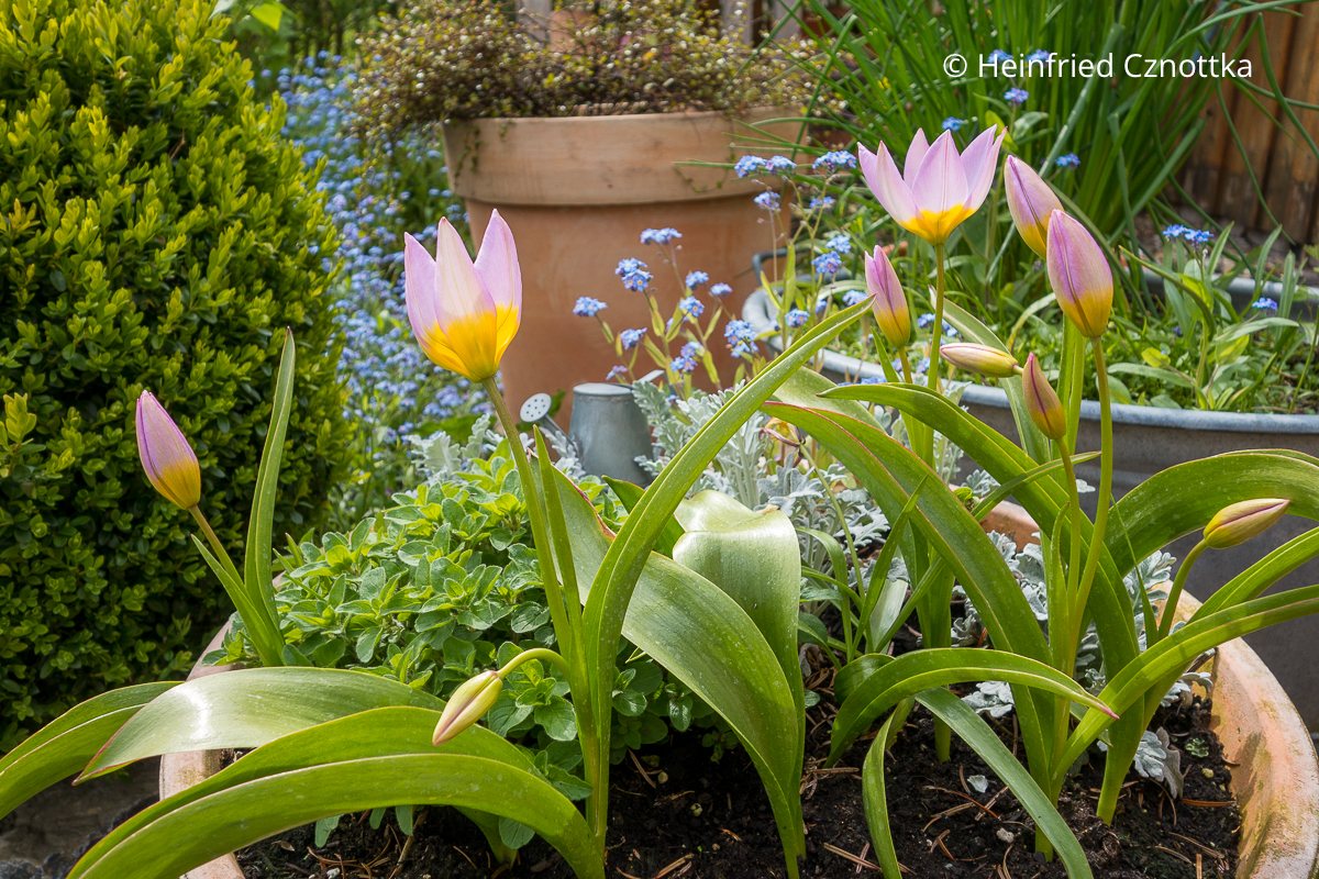 Kreta-Tulpe (Tulipa bakeri) 'Lilac Wonder'