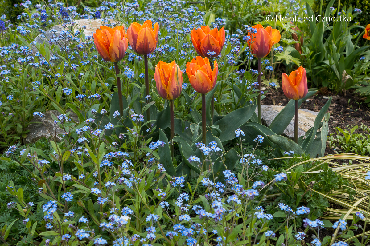 Orange Tulpen 'Prinses Irene' und blaue Vergissmeinnicht (Myosotis sylvatica)