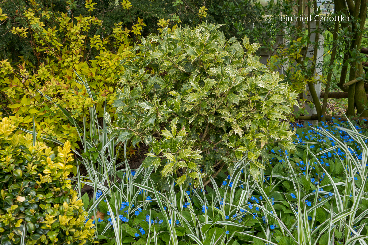 Stachelblättrige Duftblüte (Osmanthus heterophyllus) 'Goshiki' als kleiner Strauch