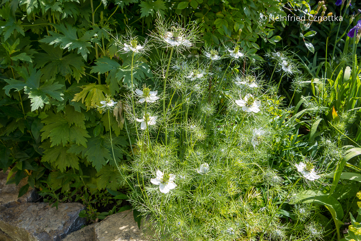 Einjährige Sommerblume: Jungfer im Grünen (Nigella damascena)