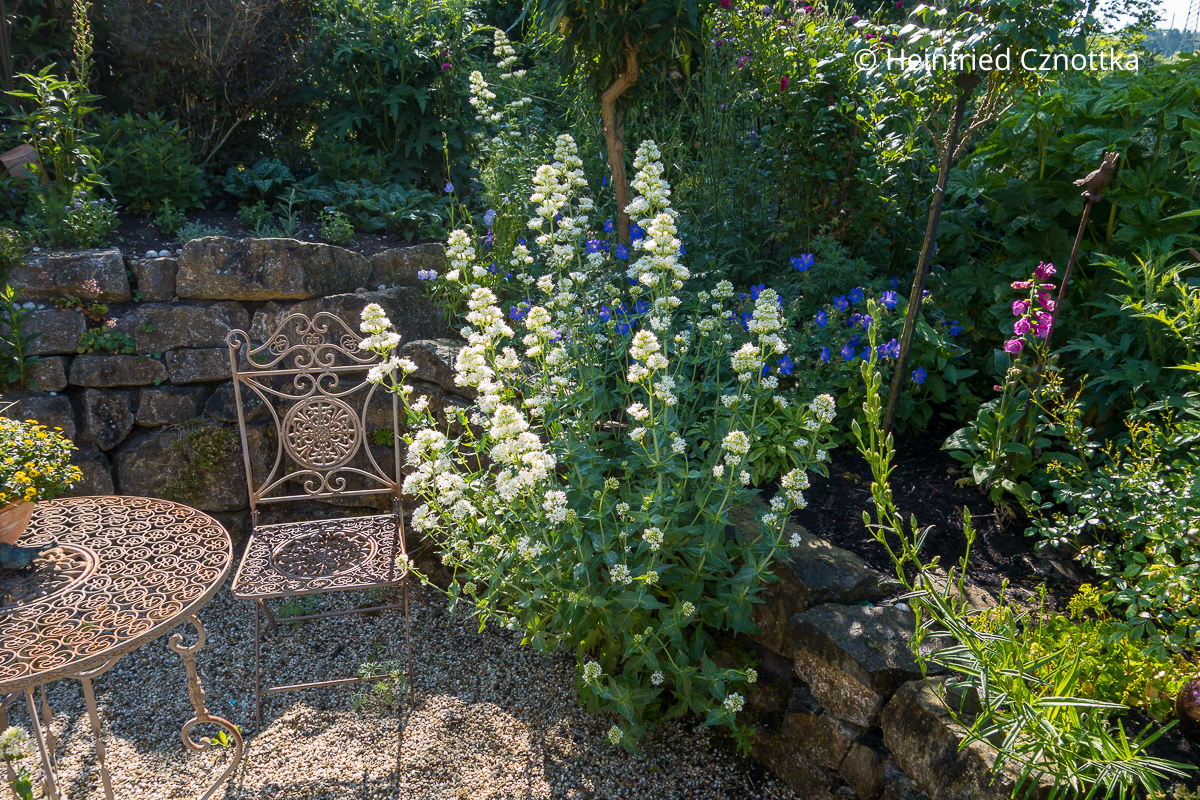 In der Farbe des Jahres 2026 "Cloud Dancer": Weiße Spornblume (Centranthus ruber) 'Albus' Weiße Spornblume (Centranthus ruber) 'Albus' in einem Sitzplatz mit Kiesbelag
