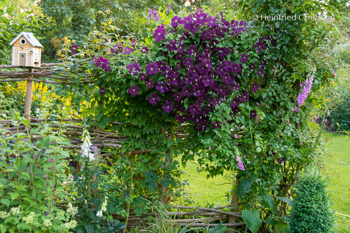 Clematis 'Etoile Violette' an einem Weidenzaun