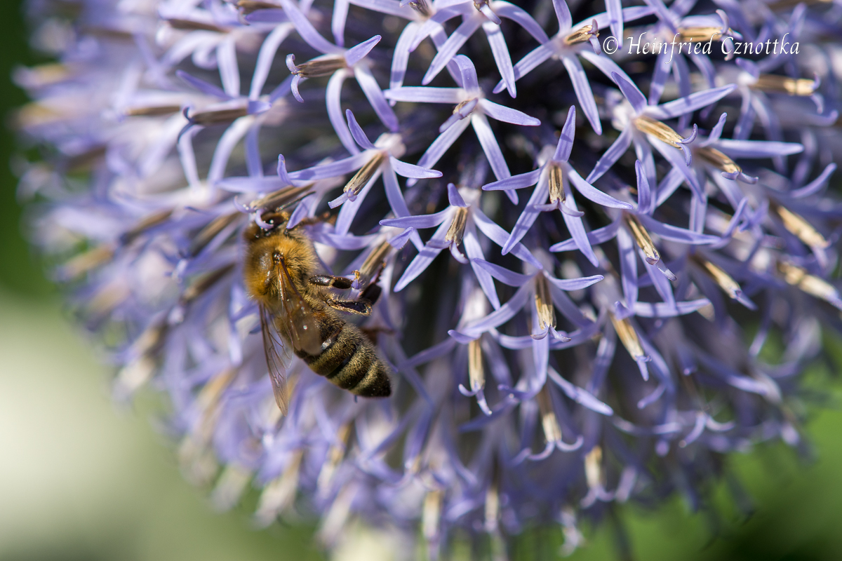 Biene auf einer Kugeldistel (Echinops ritro)