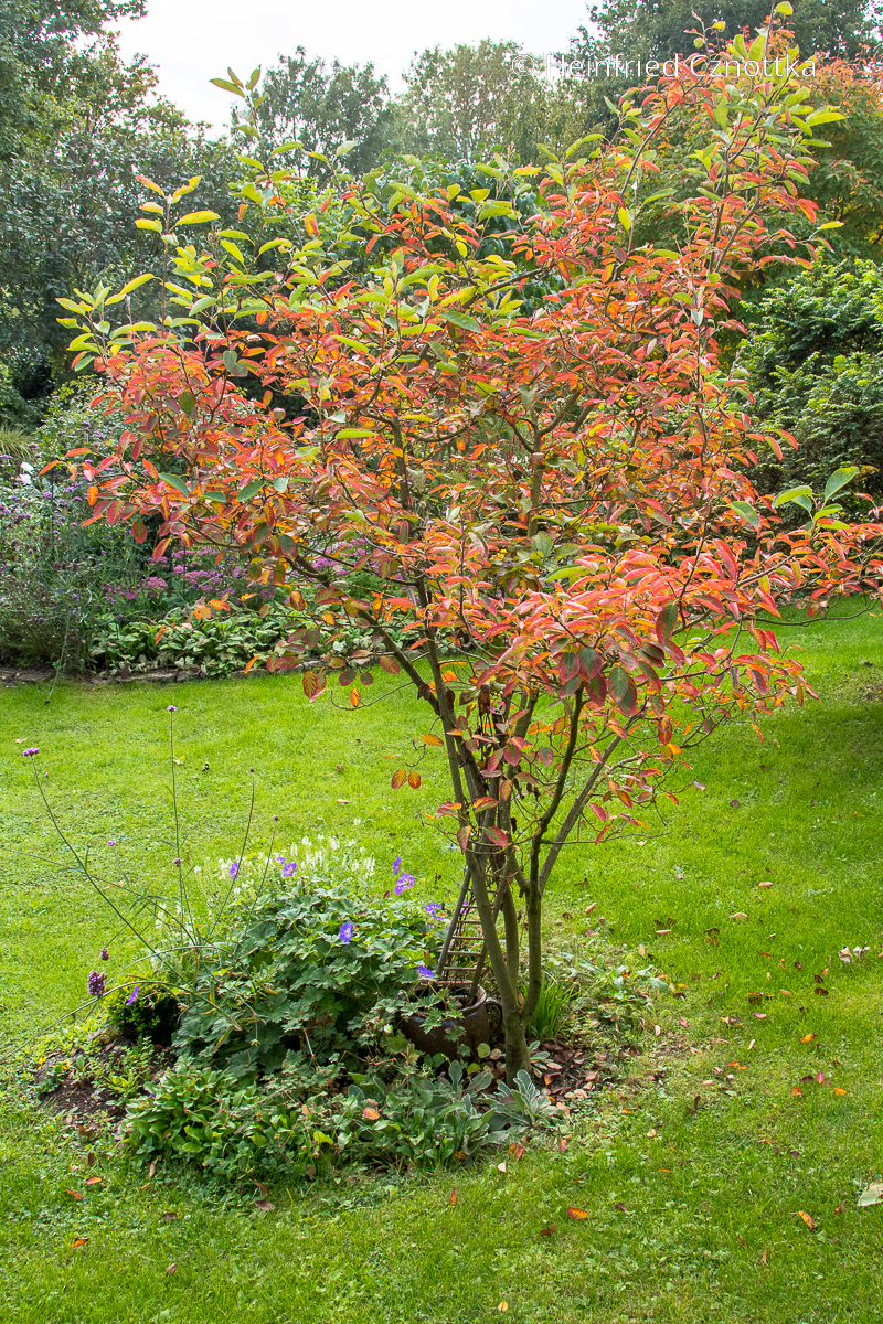 Vorhernachher ein kleines Beet mit Felsenbirne Einfach Garten