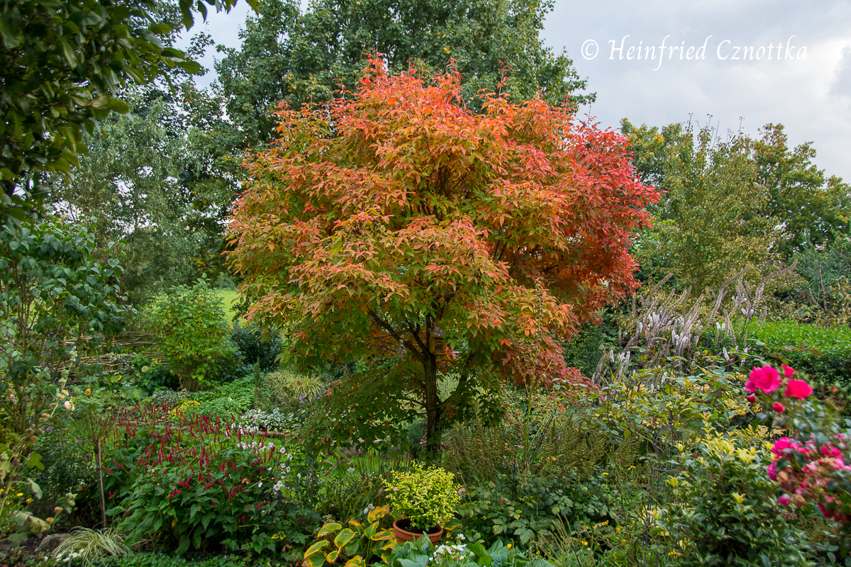 prächtige Herbstfärbung: Dreiblütiger Ahorn (Acer triflorum) in Herbstfarben