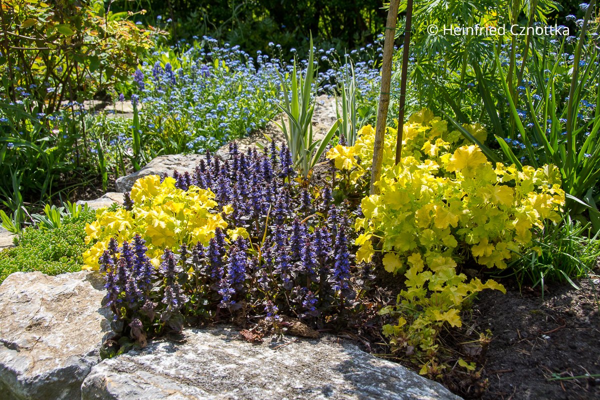 Attraktiver Kontrast: blauer Kriechender Günsel (Ajuga reptans) und Purpurglöckchen (Heuchera) mit hellgrünem Laub