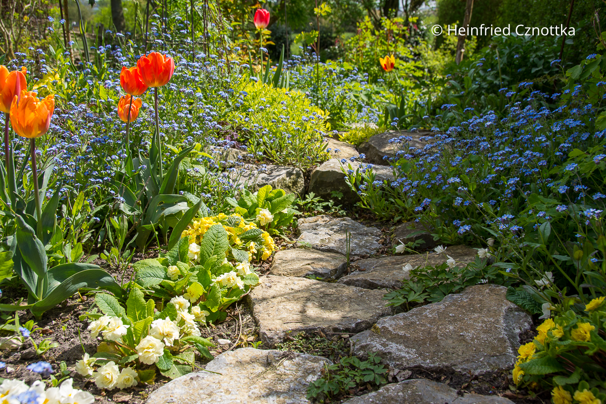 Frühlingsbeet mit Vergissmeinnicht (Myosotis sylvatica), Primeln und Tulpen