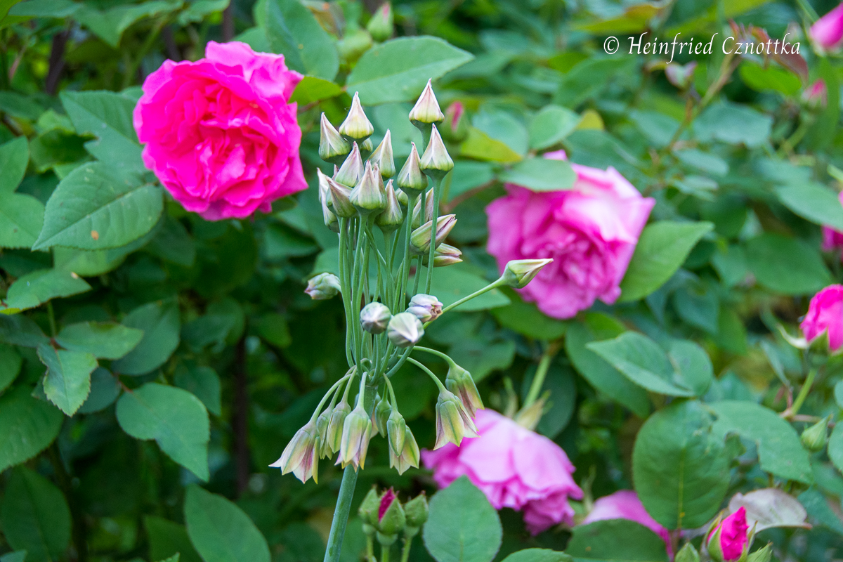 Bulgarischer Honiglauch (Allium siculum) mit der englischen Rose 'Gertrude Jeckyll'