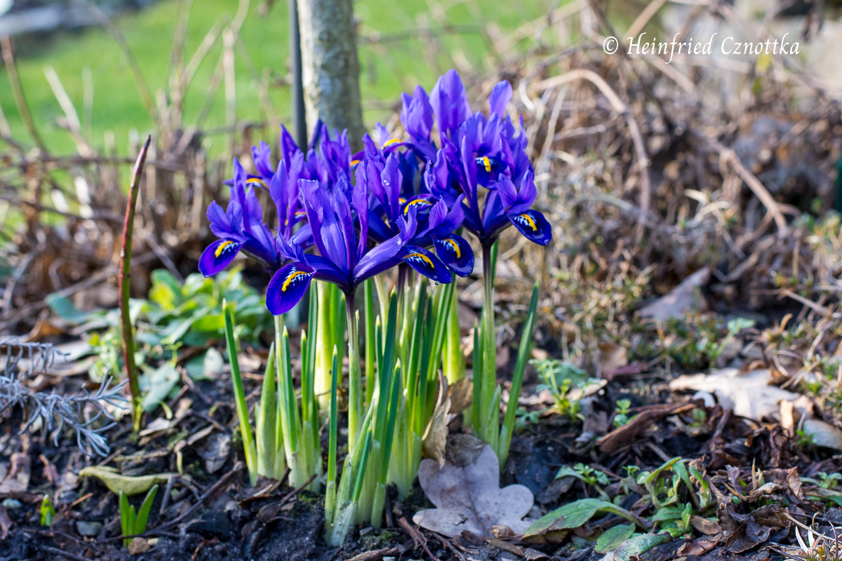 blau 3 Zwiebel im Topf 9 cm -… Netz-Schwertlilie Iris reticulata 'Harmony' 