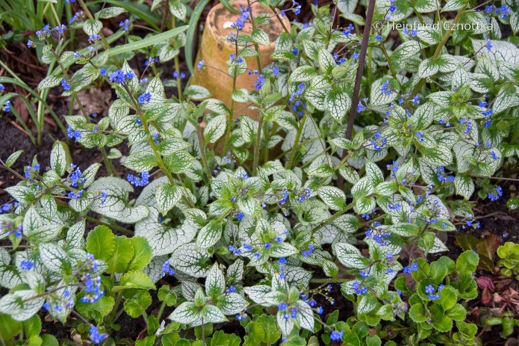 Staude des Jahres 2025 KaukasusVergissmeinnicht (Brunnera macrophylla