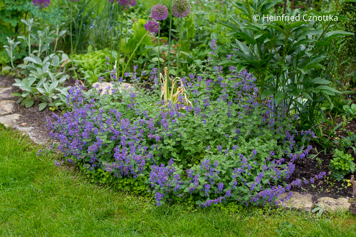 Einfassung für sonnige Beete: Katzenminze (Nepeta racemosa) 'Superba' Einfassung für sonnige Beete: Katzenminze (Nepeta racemosa) 'Superba'